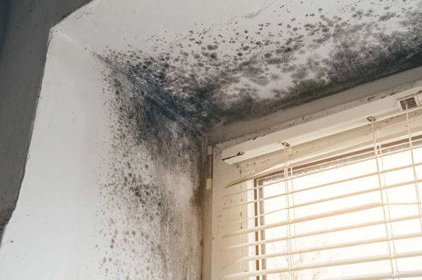Affordable Mold Cleanup solutions in Hayes, VA